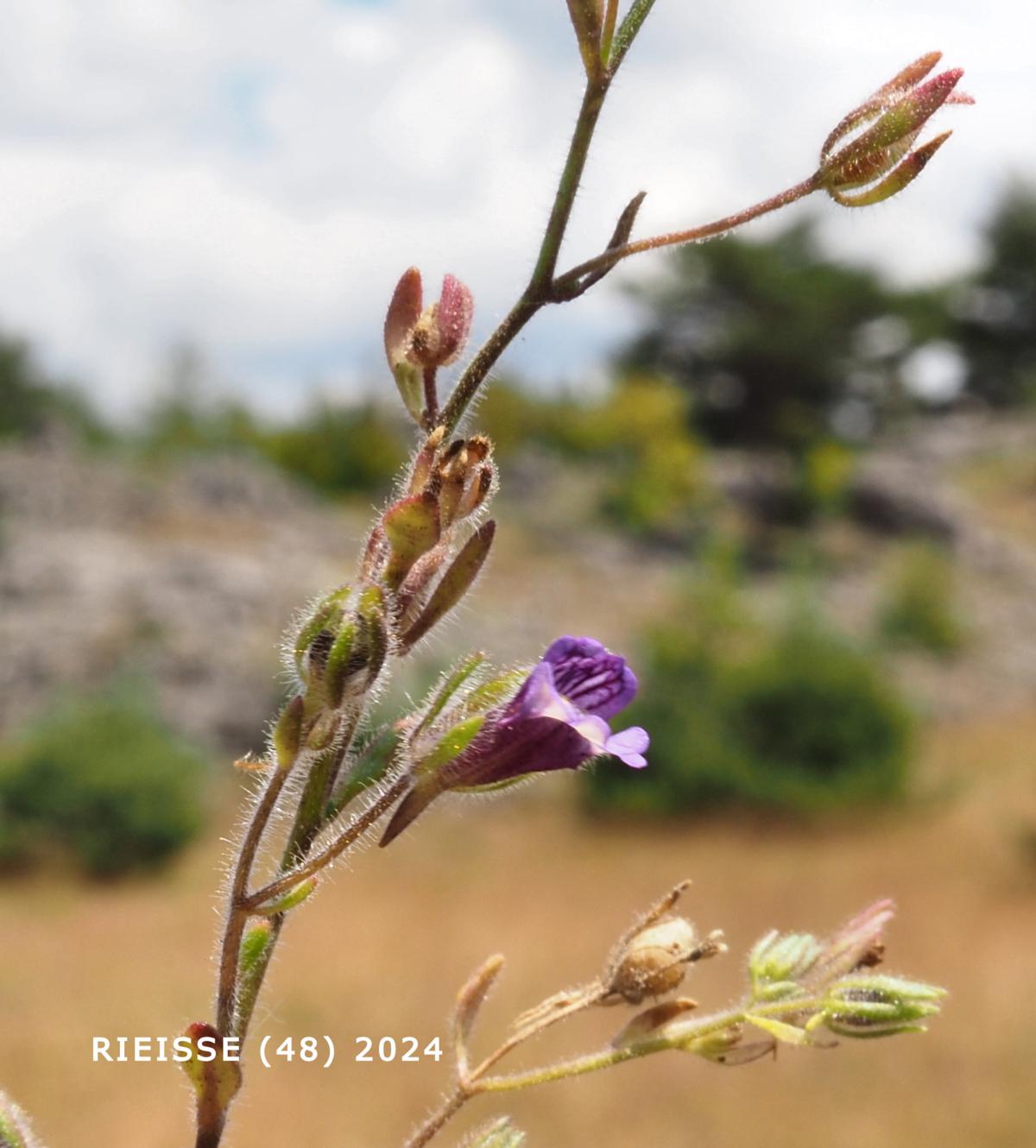 Toadflax, (Red-leaved) flower